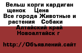 Вельш корги кардиган щенок  › Цена ­ 35 000 - Все города Животные и растения » Собаки   . Алтайский край,Новоалтайск г.